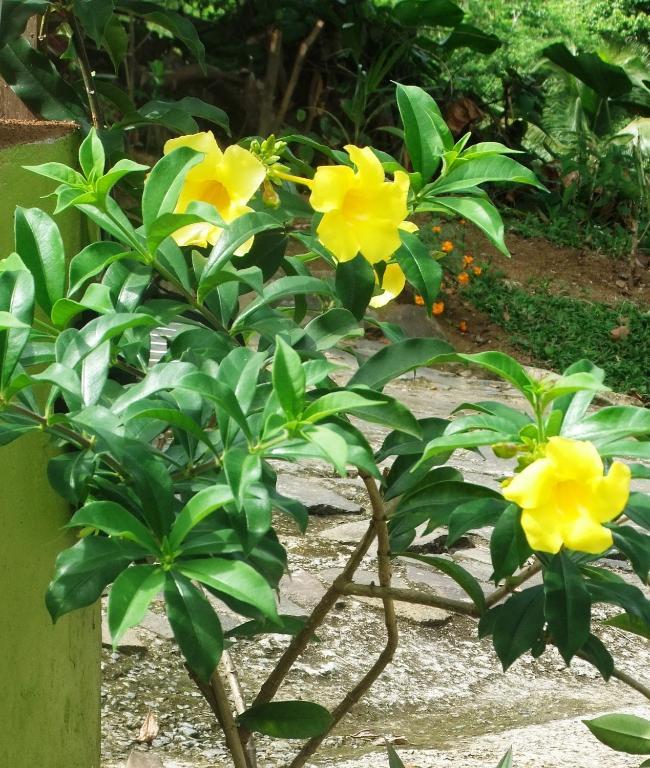 Serenity Lodges Dominica Marigot 외부 사진